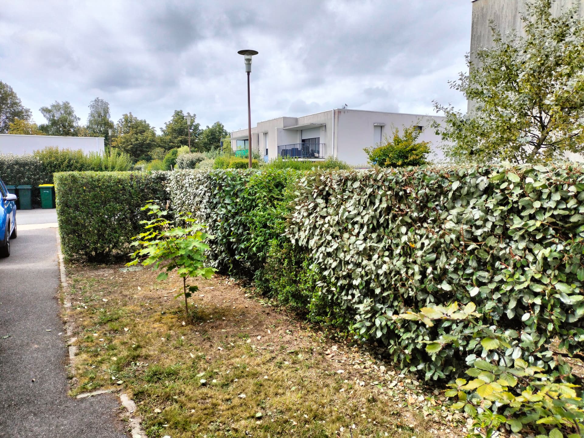 Haies de résidence taillées le long d'un trottoir