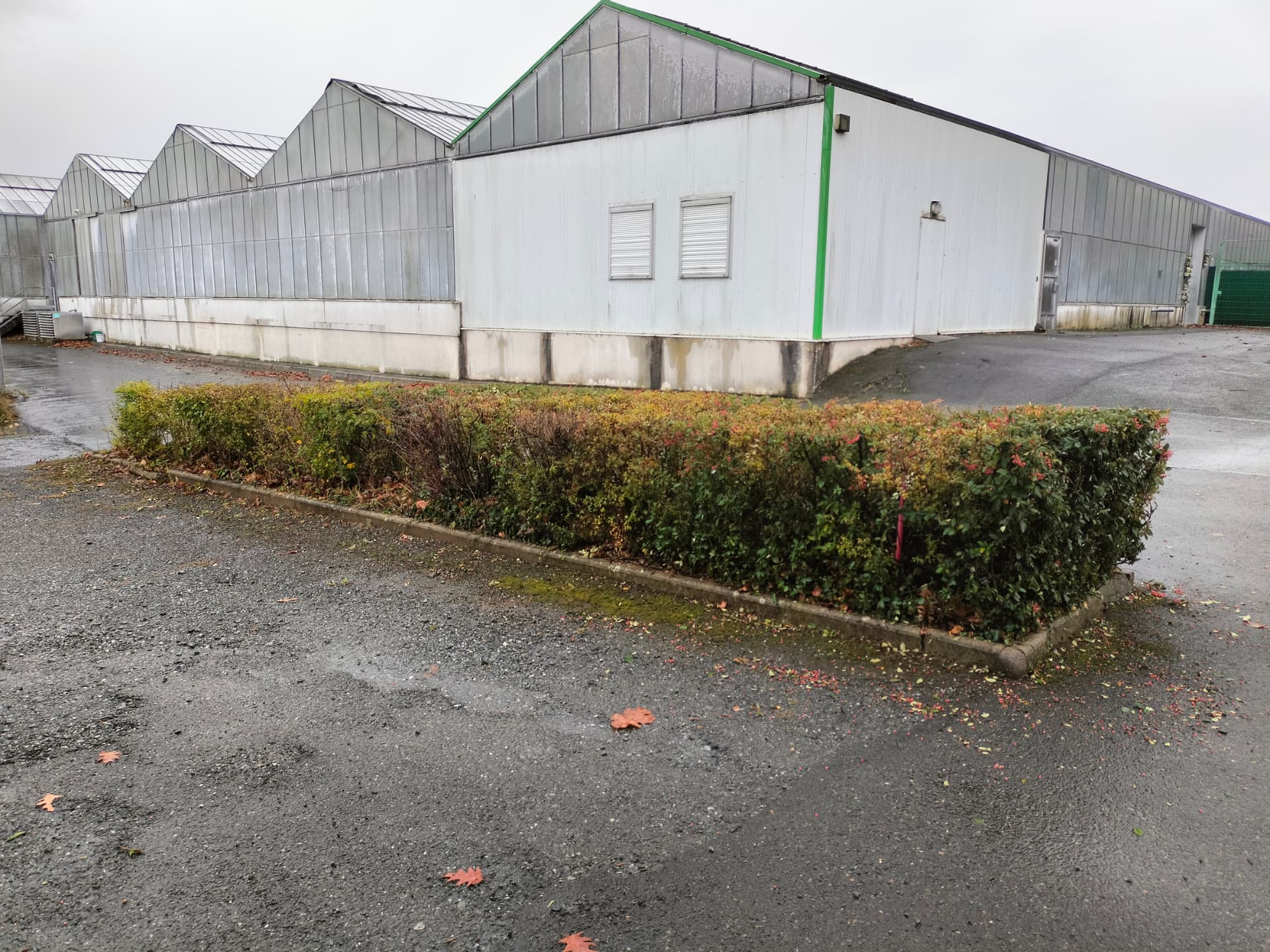 Massif d'arbustes entretenu devant des serres
